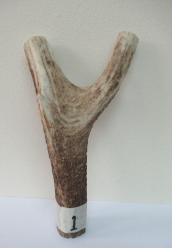 Scottish red deer - deer,