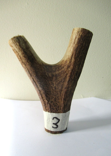 Scottish red deer - scottish, antler