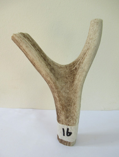 Scottish red deer stag - red,