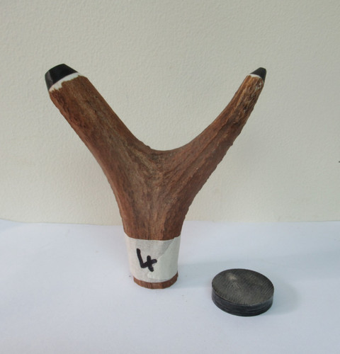Scottish red deer stag antler - scottish,