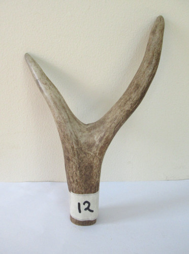 Scottish red deer stag - scottish,