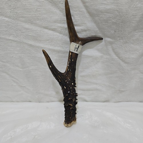 Deer roe antler - /roe, ,thumbstick/