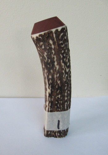 Red deer stag antler - red,
