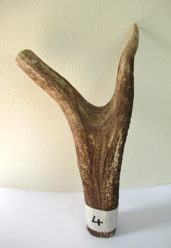 Scottish red deer stag - , antler