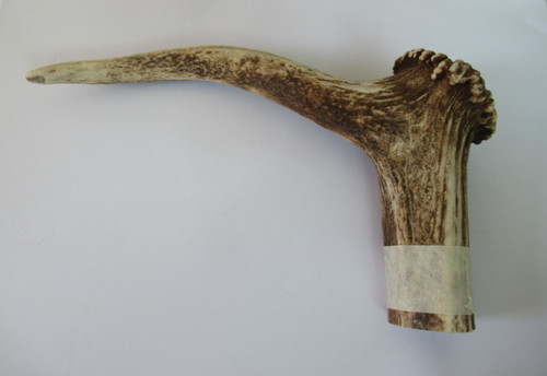 Red deer stag - deer,