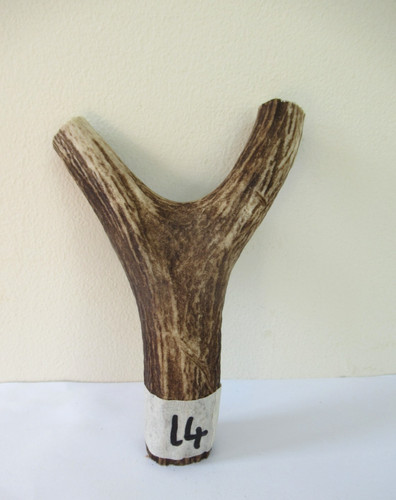 Scottish red deer stag - , antler