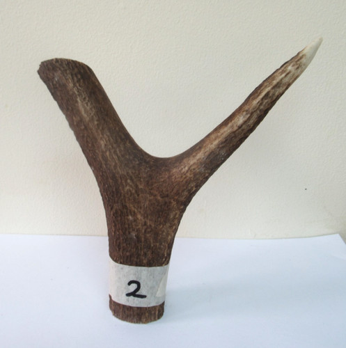 Scottish red deer stag - red,