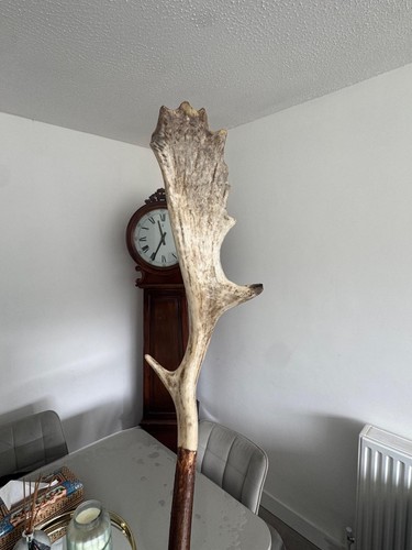 Antler horn walking - horn,