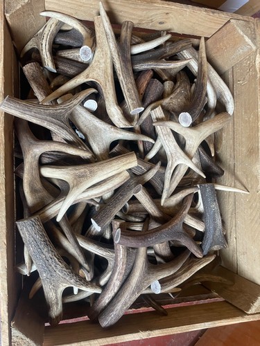 Antler thumb stick - stick, handles