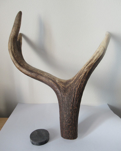 Scottish red deer - scottish,