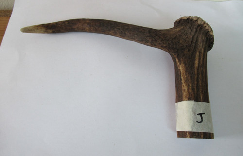 Red deer stag antler - red,