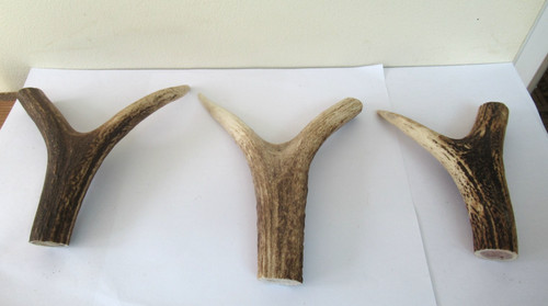 Red deer stag antler - 3,