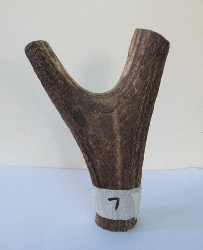 Scottish red deer stag - scottish, antler