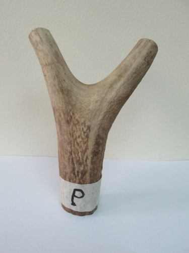 Scottish red deer - scottish, antler